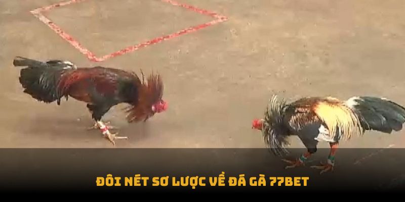 Đôi nét sơ lược về đá gà 77bet