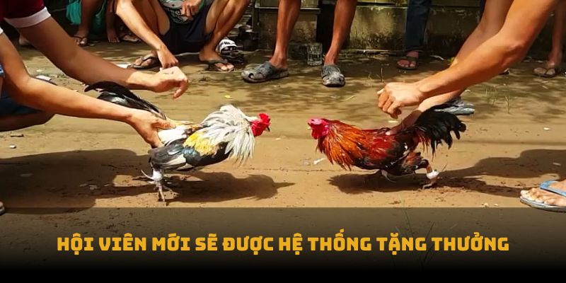 Hội viên mới sẽ được hệ thống tặng thưởng